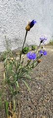 Centaurea cyanus
