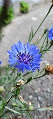 Centaurea cyanus
