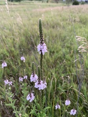 Verbena simplex
