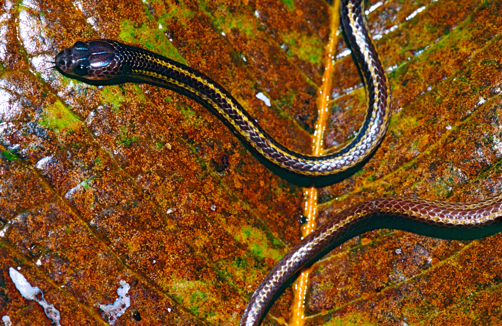 Three-Banded Bridled Snake