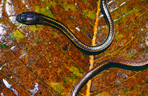 Three-Banded Bridled Snake