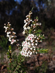 Thryptomene calycina