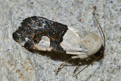 Sympistis toddi
