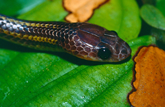 Lycodon tristrigatus