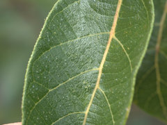 Ficus opposita