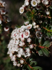 Thryptomene calycina