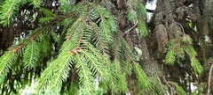 Picea abies