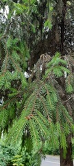 Picea abies