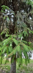 Picea abies