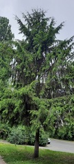 Picea abies