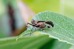 Orthopagus splendens