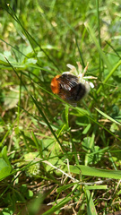 Bombus hypnorum