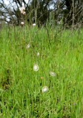 Thysanocarpus curvipes