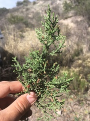 Juniperus arizonica