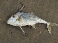 Tripodichthys angustifrons