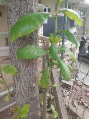 Terminalia catappa