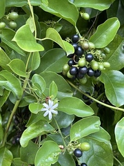 Jasminum fluminense