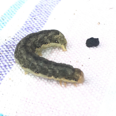 Noctuinae