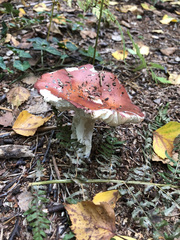 Russula velenovskyi