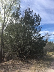 Juniperus arizonica