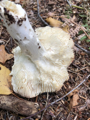 Russula velenovskyi