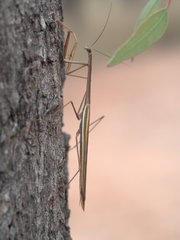 Tenodera blanchardi