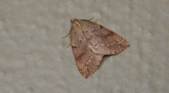 Thallophaga hyperborea