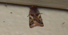 Cerastis enigmatica