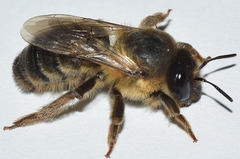 Melitturga caudata