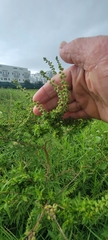 Ambrosia artemisiifolia