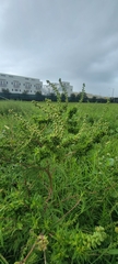 Ambrosia artemisiifolia