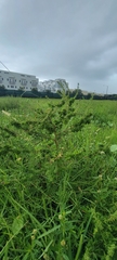 Ambrosia artemisiifolia