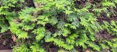 Thuja