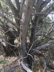 Juniperus arizonica
