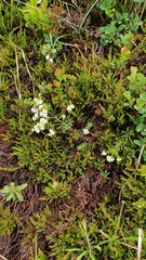 Galium anisophyllon