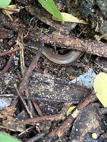 White-spotted Supple Skink, Riopa albopunctata