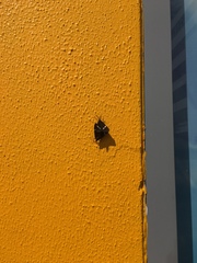 Nyctemera annulata