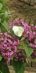 Pieris napi