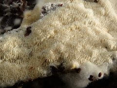 Dentipellicula leptodon