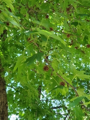 Platanus orientalis