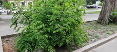 Robinia pseudoacacia