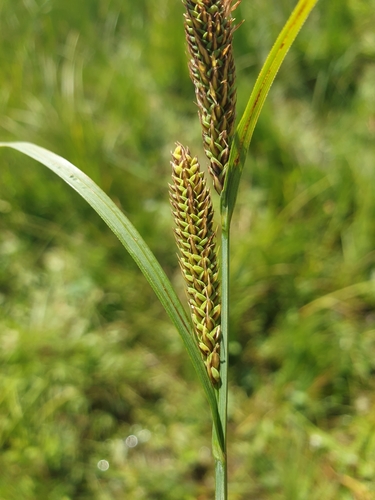 Carex vacillans