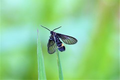 Psichotoe duvaucelii