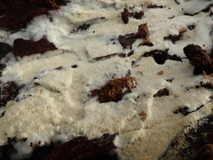 Dentipellicula leptodon