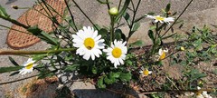 Leucanthemum vulgare