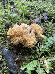 Ramaria flava