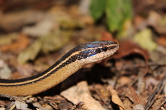 Coniophanes schmidti