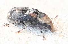 Euparius paganus
