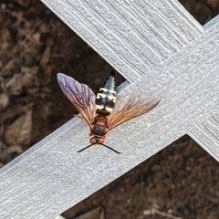 Sphecius speciosus