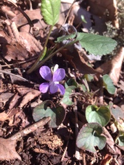 Viola egglestonii